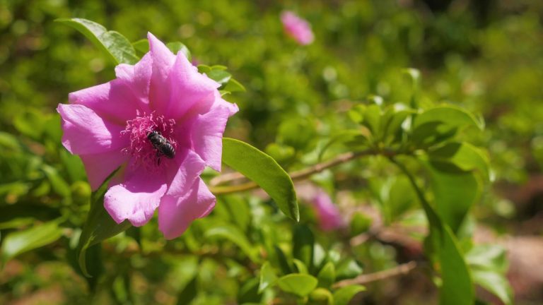 Departamento Aeroportuario y Fondo MARENA promueven la Flor Nacional “Rosa de Bayahíbe” en aeropuertos del país