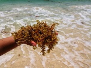 Acumulación de sargazo recogida a mano en la playa, un fenómeno que afecta la costa dominicana